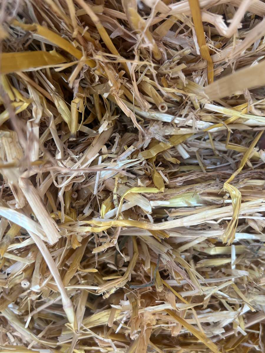 Batch 6634968000169844063 Image