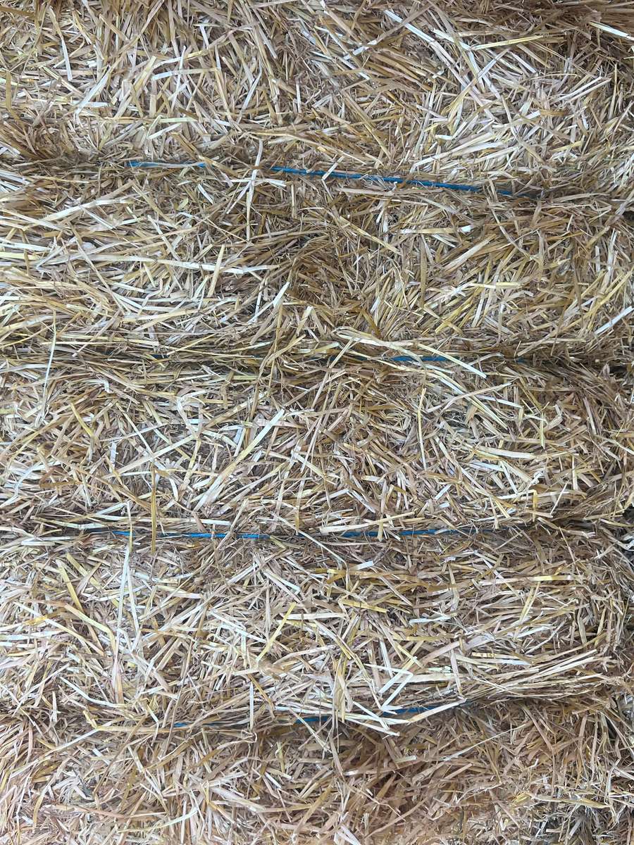 Batch 6634968000169844063 Image