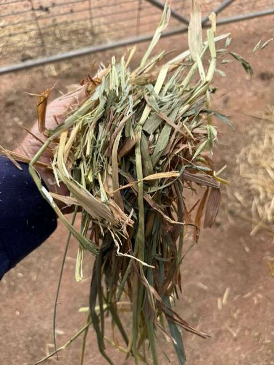 Batch 6634968000169475024 Image