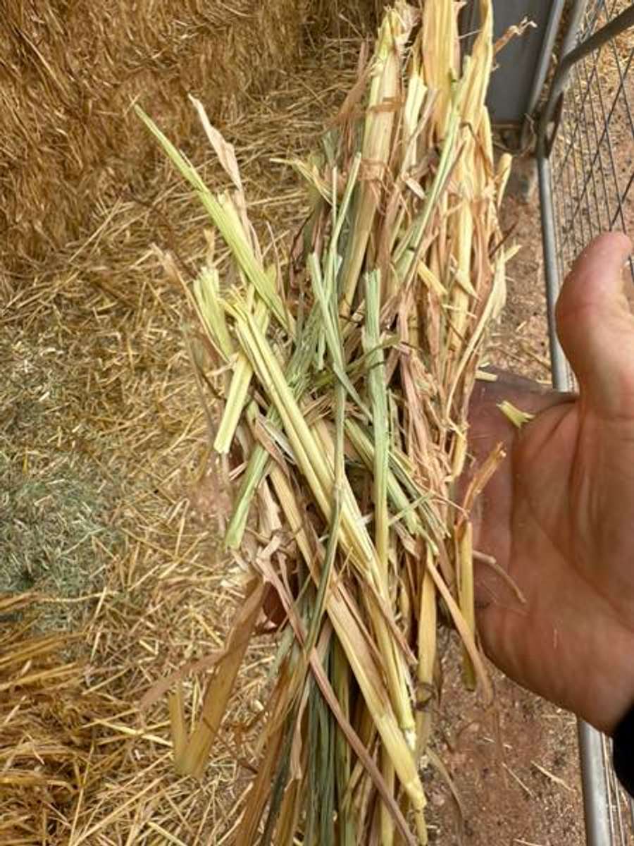 Batch 6634968000169475024 Image