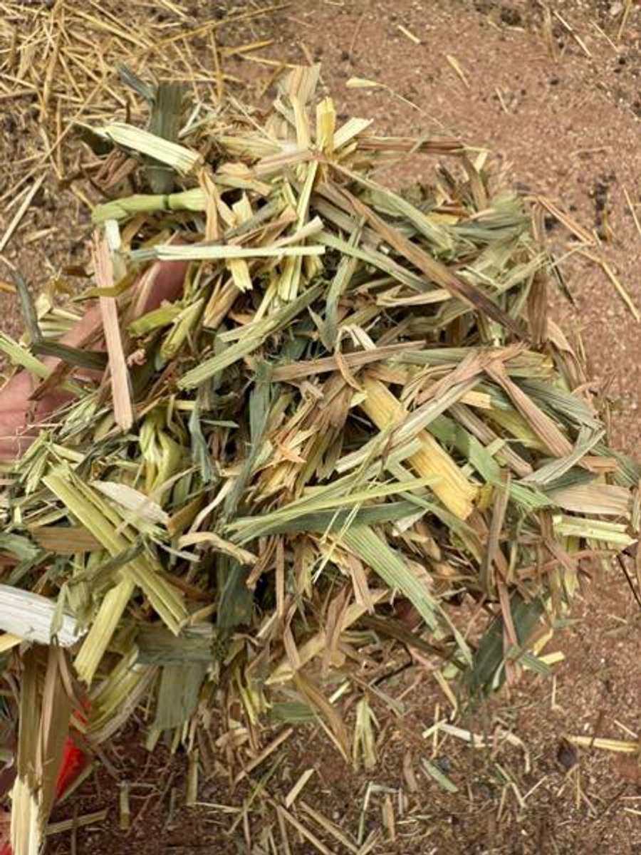 Batch 6634968000169475024 Image