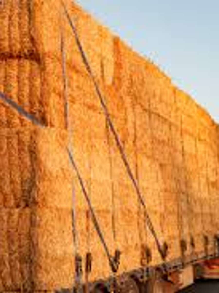 Batch 6634968000179025058 Image